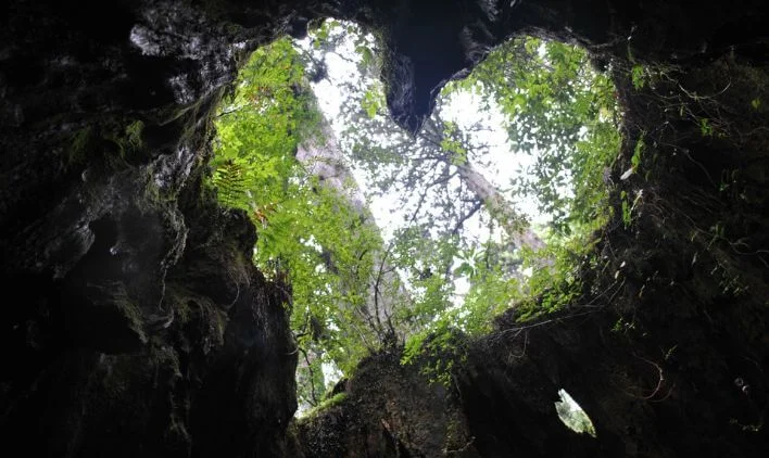 リゾートバイトに行く前に知りたい！屋久島神話のイメージ