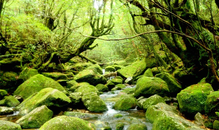 屋久島での離島バイトのイメージ