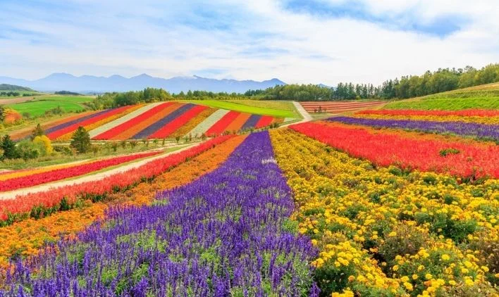富良野・美瑛｜リゾートバイトで楽しむ、花畑に囲まれた高原エリアのイメージ