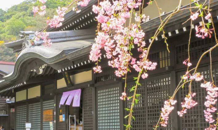 春：桜とともに始まる穏やかなシーズンのイメージ