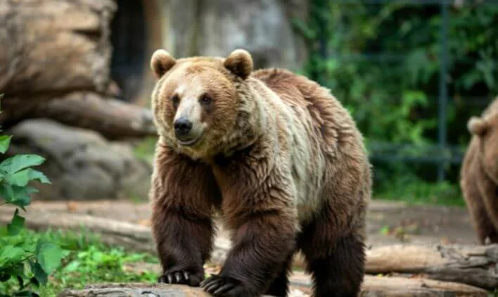 日本熊森協会が伝える「共存の考え方」のイメージ