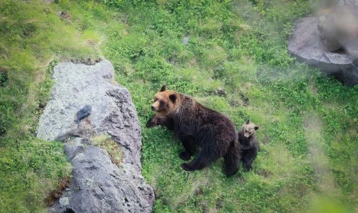 クマ出没が増えている背景のイメージ