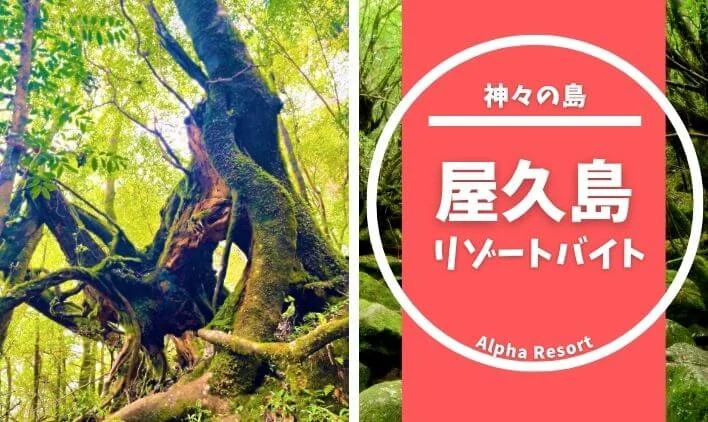 神々の島「屋久島」！住み込みリゾートバイトでパワーチャージ