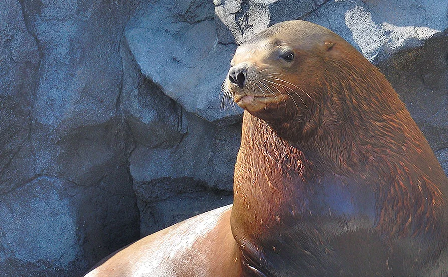 ＼4月スタート／自然豊かな鳥羽エリアでリゾートバイト✨寮費無料、光熱費無料、温泉入浴もOK✨