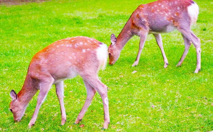 高時給☆休日も含めて3食支給!!しかも無料です😍北海道層雲峡温泉のホテル♪毎日温泉にも入れる嬉しい求人✨