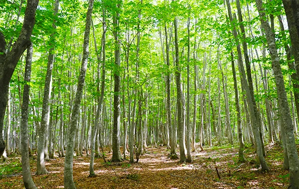 ＼秋の短期求人🍂／未経験者歓迎のベルの募集🙌東北の自然豊かな安比高原♪