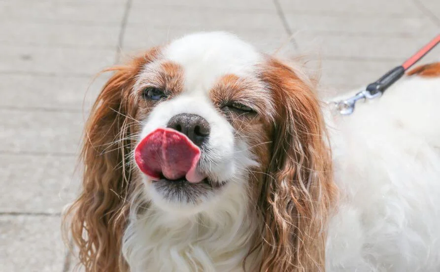 ワンちゃん好きの方大歓迎です☆リゾートバイトで大自然と可愛いワンちゃん達に癒される♪