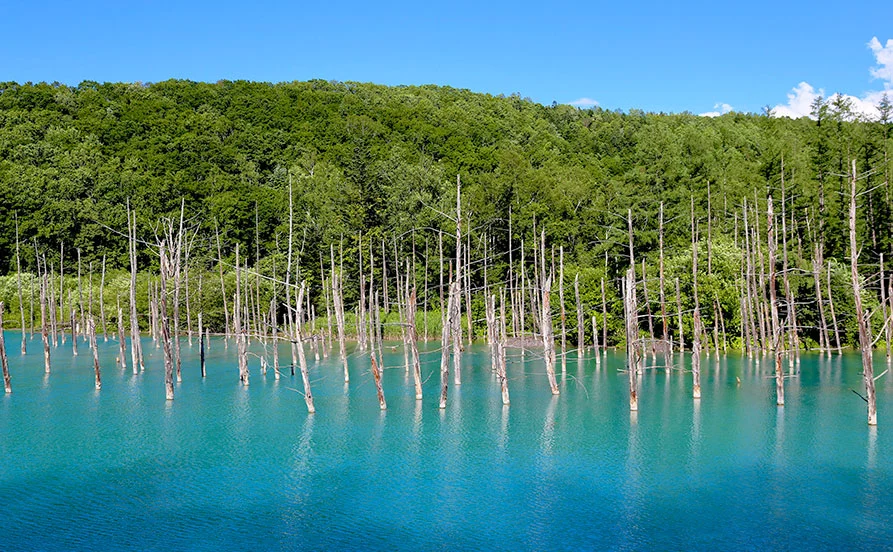タトゥー・ピアス・髪色自由🙌北海道 美瑛のハンバーガーショップの求人☆なんと店内賞品を60％offで購入できます！