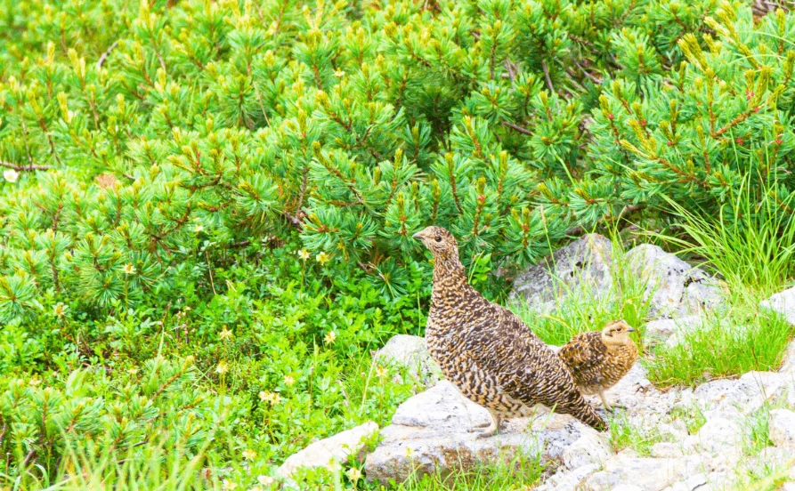 【多国籍な雰囲気のホテル】長野県、自然豊かな白馬エリアでリゾートバイト！コンビニなど徒歩圏内で便利✨