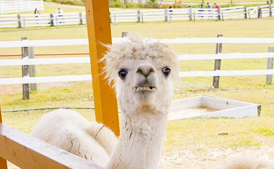 岐阜県☆鷲ヶ岳高原《個室寮》《寮費無料》《食事3食提供あり》人間関係◎にぎやかな職場環境！