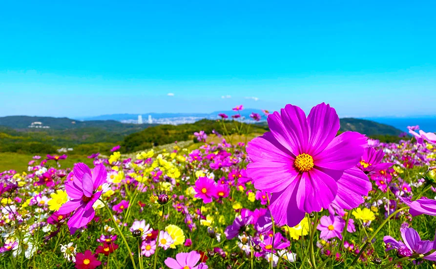 周辺環境◎関西エリア希望者にオススメ💡未経験歓迎です♪3ヶ月以上勤務すると満了後3万円もらえます！【淡路島】