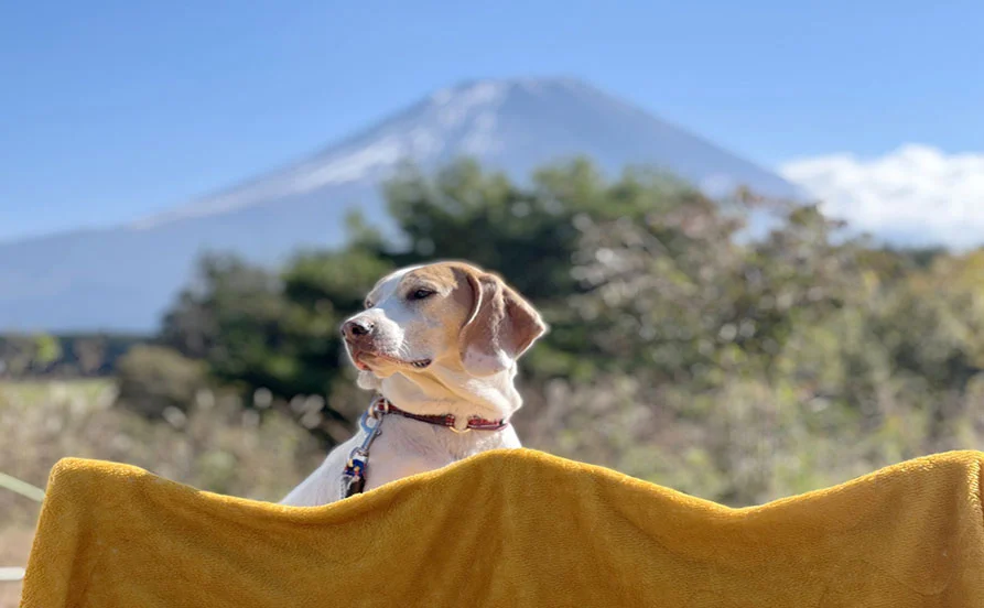 ワンちゃん好き必見🐶【愛犬と泊まれるスタイリッシュなホテル勤務】人気の山中湖✨ 個室寮×Wi-Fi完備でプライベートも充実♪