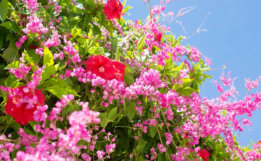 沖縄☀レアなマリンレジャーの募集✨ビーチまで歩いて行ける距離🚶満了率も高い人気求人😊