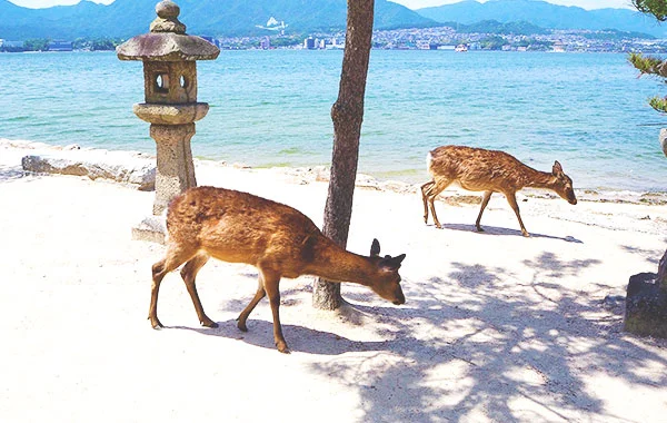 語学力活かせる★世界遺産・宮島。やすらぎの和風旅館で仲居さんのお仕事です！