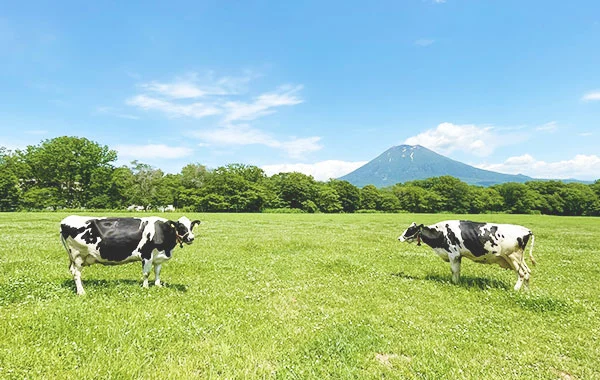 雄大な羊蹄山を臨むゲレンデ‼【北海道ニセコ】オフは自然とグルメを満喫♪未経験の方大歓迎のリゾートバイト