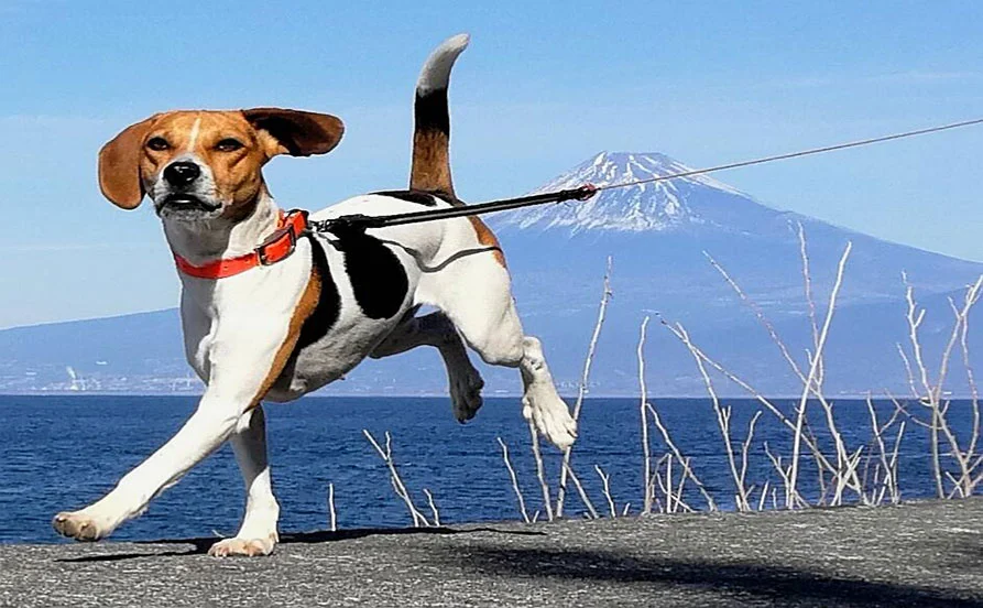 ＼伊豆高原！／周辺には絶景の夕日スポット🌇【愛犬と泊まれるホテル】寮費・食費無料！