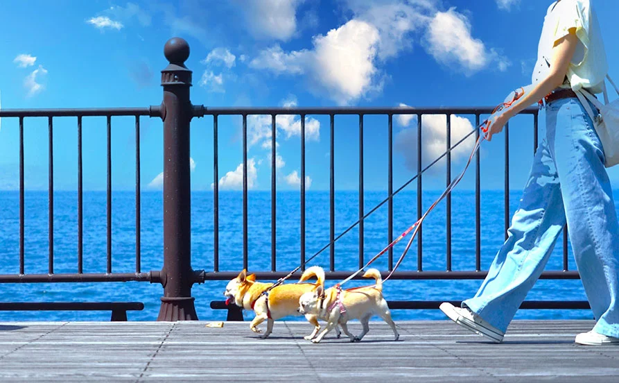 ＼ワンちゃん好き必見🐶／愛犬と泊まれる！鳥羽のオーシャンビューリゾートでお仕事！ 個室寮×キッチン完備で生活も快適♪