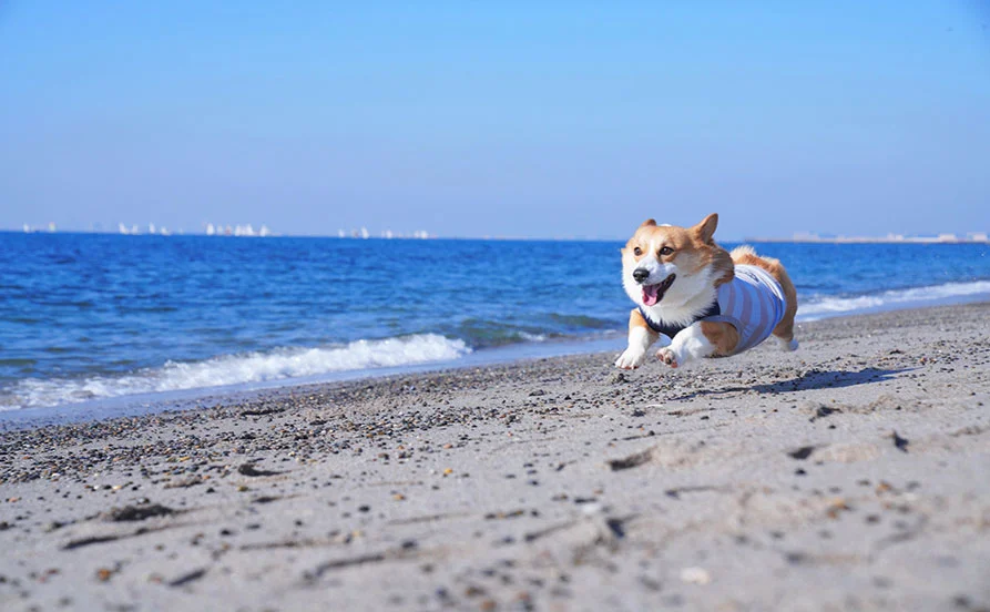 【高台から海を一望】人気の鳥羽リゾート勤務✨ ワンちゃんに囲まれて働ける癒しの環境🐶♪