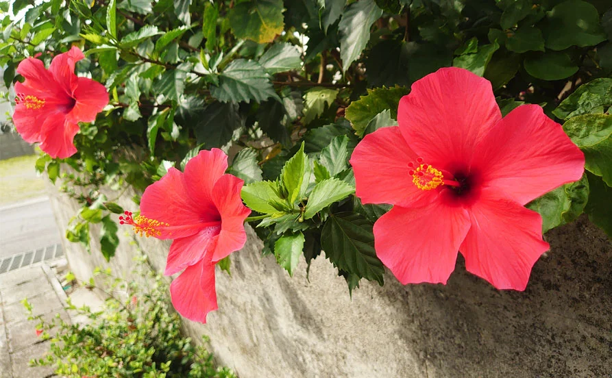 HP用スライダー画像2（右上）