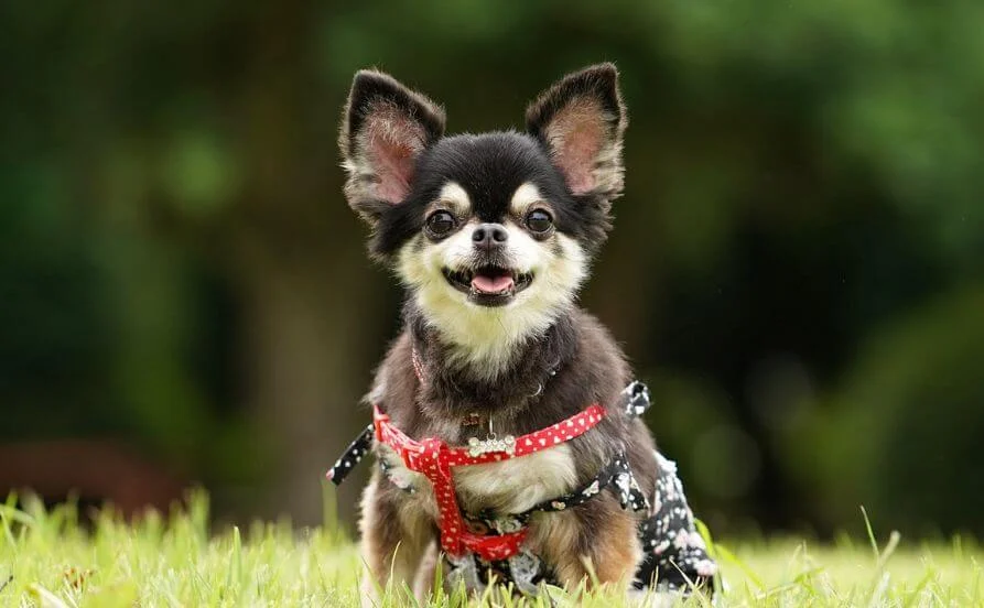 静岡県伊東市の南西に位置する城ヶ崎海岸。高台から相模湾を見下ろす絶好のロケーションでリゾートバイト★