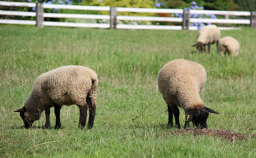 量環境画像（右下の画像）