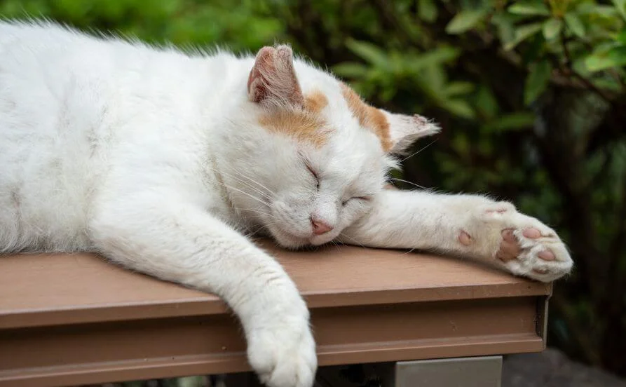 HP用スライダー画像2（右上）