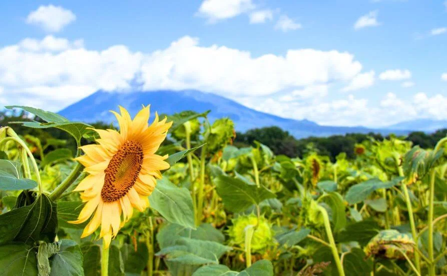 🔰語学を活かして8月のニセコへ🔰毎日温泉に入れるほか、館内のジムやビリヤードなども利用可能！