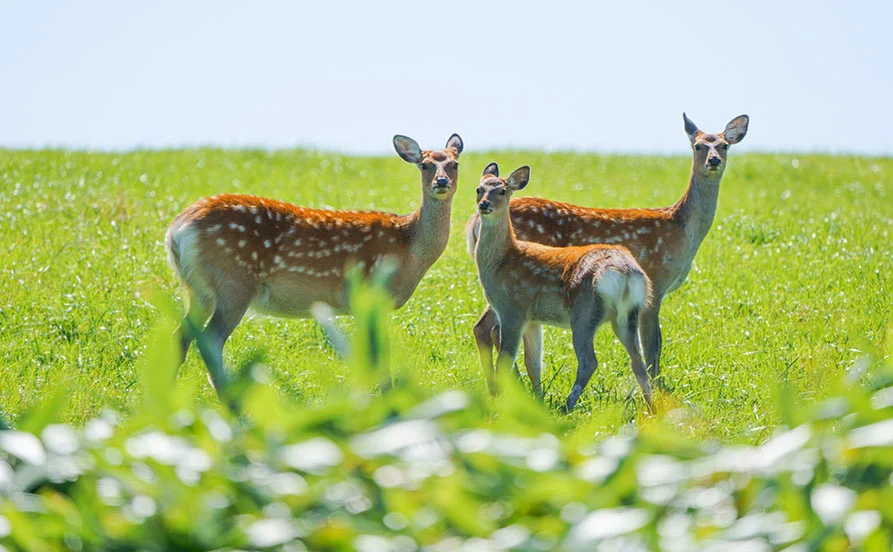 🍀自然好きにおすすめのリゾートバイト【北海道 知床】オフは温泉でリフレッシュ♪