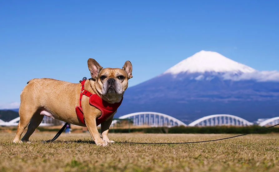 🐾ワンちゃん好き方には嬉しい職場【愛犬と泊まれるホテル】Wi-Fi完備！個室寮