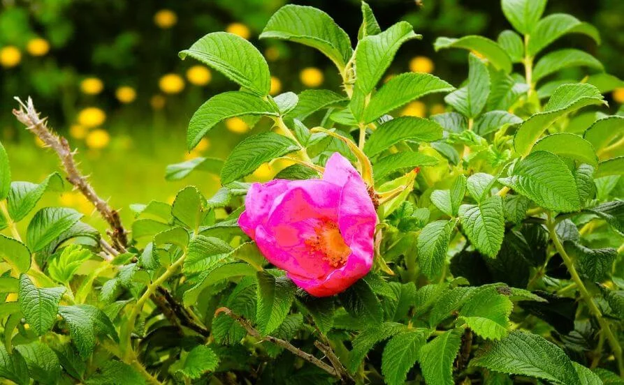 量環境画像（右下の画像）