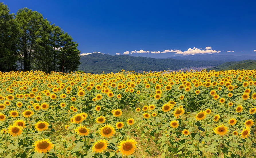 自然を感じながら働ける白樺湖エリア☆通勤0分客室×3食提供ありで生活も安心／未経験！友人同士歓迎です！