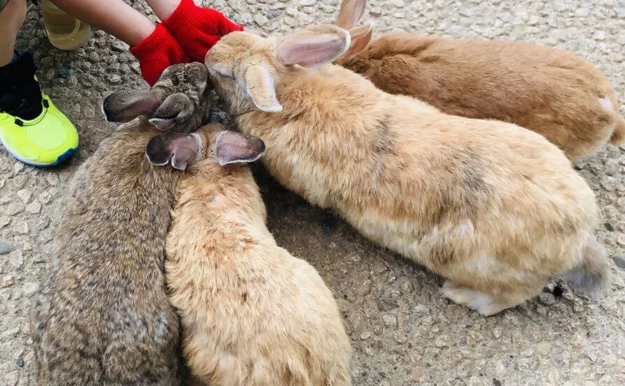 【毎日温泉に入れる！】歴史ある老舗旅館でリゾートバイト【未経験の方も大歓迎】