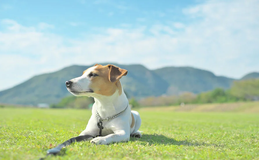 【🐶ワンちゃん好き集まれ】癒されながら働く✨ 八ヶ岳×自然豊かなドッグリゾート案件！