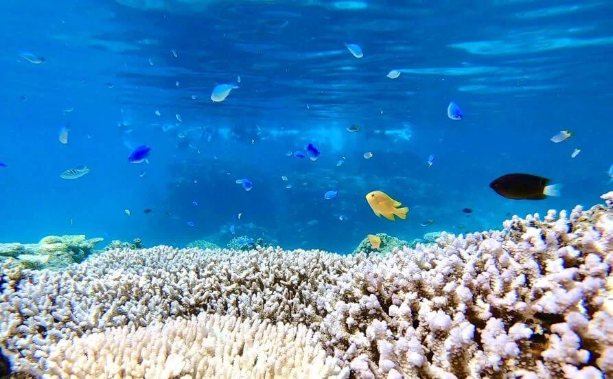 《10月スタート》スタッフ満足度◎有名ブランドホテルで幅広い業務を経験できる✨小浜島は海がキレイで自然豊か♪【沖縄】