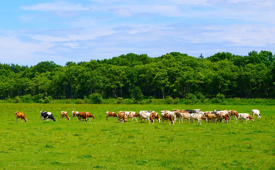 スタッフ多数×通し勤務◎安心して働ける環境【北海道🐄ルスツ】環境衛生のお仕事です