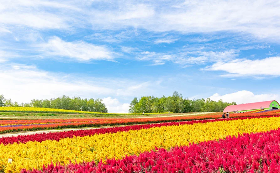 Wi-Fi完備の個室寮＆髪色自由◎【語学力を活かせる】富良野の人気郷土料理店で秋のリゾートバイト！