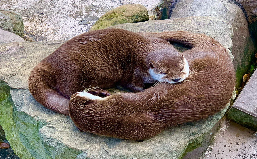 海辺の高級リゾートホテルでのリゾートバイト【南紀白浜】カップル、友達同士など2人一緒に働きたい方歓迎♪同室も相談OK✨