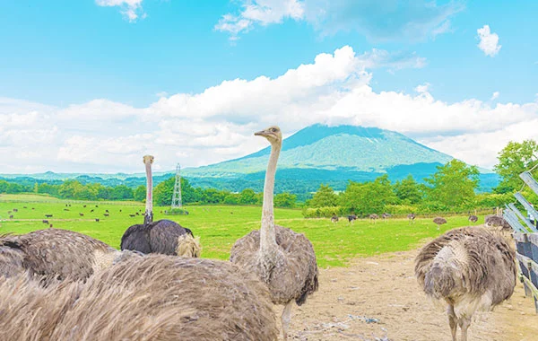 愛犬と泊まれるホテル🐶かわいいお客さんに癒されっぱなし！北海道の大自然も満喫できます《徒歩圏内にコンビニあり便利》