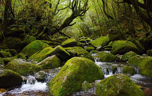 【憧れの離島ライフ】鹿児島県屋久島の大型リゾートホテルでリゾートバイト！