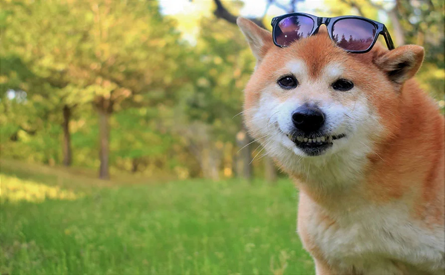 ＼自然に癒されながら働く／富士山を望む環境◎ 山中湖×ワンちゃんに囲まれたリゾートバイト🐶