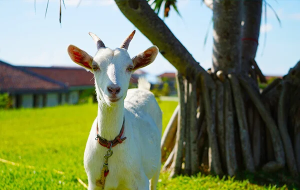 HP用スライダー画像1(左半分)