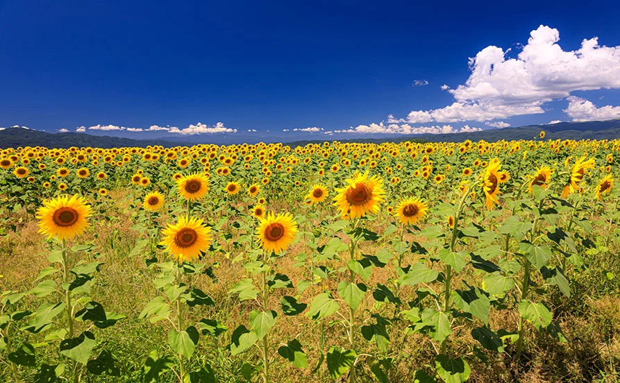 ＼短期！友人同士歓迎／夏でも涼しい白樺高原でリゾートバイト✨客室寮で通勤0分＆3食付きの好条件案件