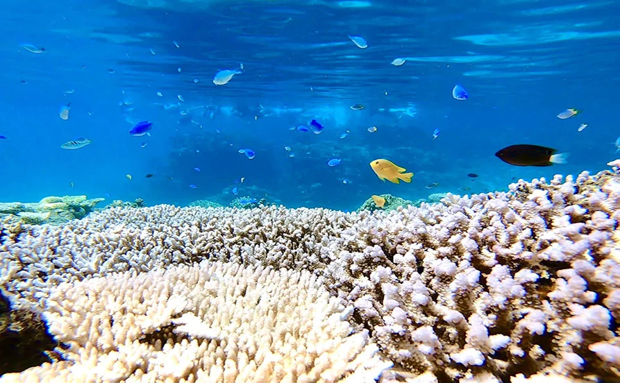 ＼1月スタート／沖縄🏝️魅力たっぷりの小浜島で憧れのリゾートバイト生活✨有名ブランドホテル勤務！スキルアップにも最適◎