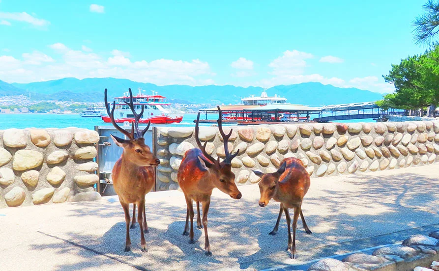 ＼語学力を活かせる／通し勤務のレストランホール求人【寮は完全個室タイプ】