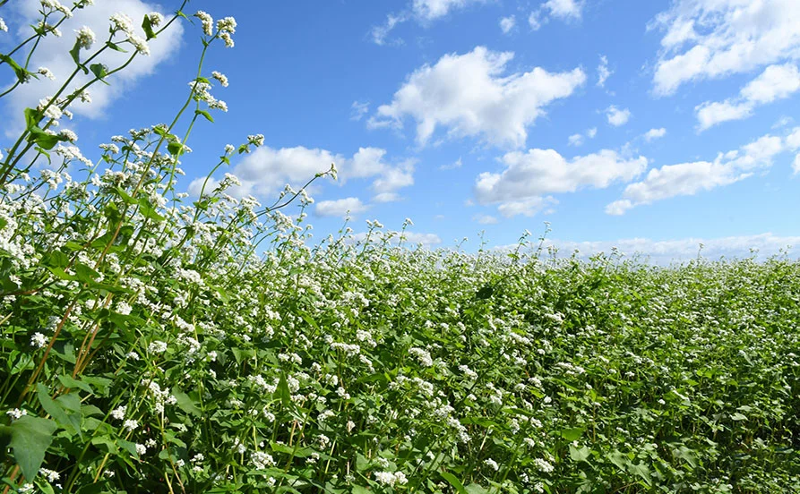 量環境画像（右下の画像）